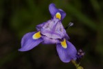 Moraea natalensis