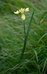 Moraea spathulata