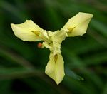 Moraea spathulata