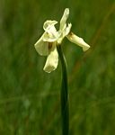 Moraea spathulata