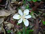 Dietes iridioides
