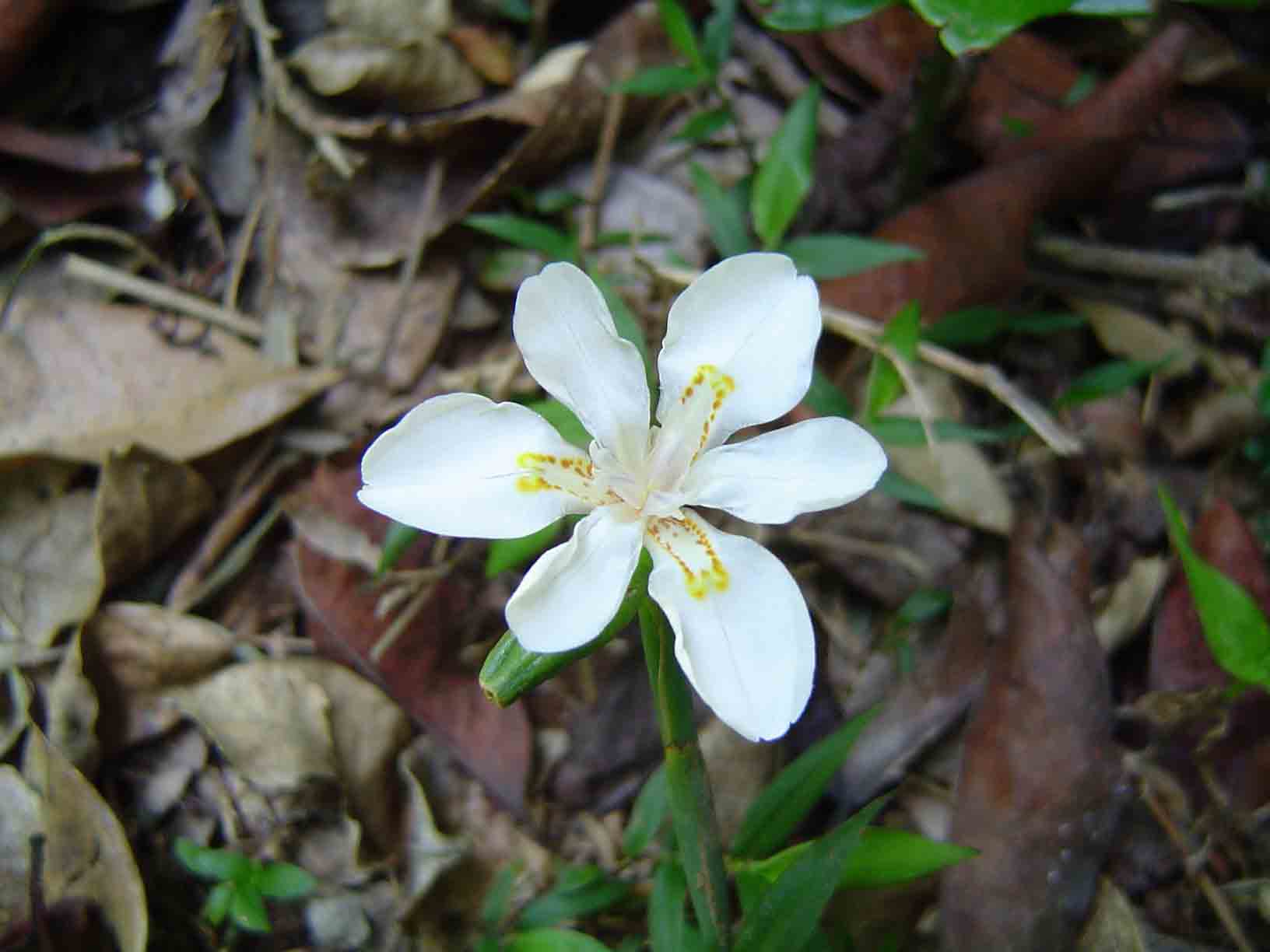 Dietes iridioides