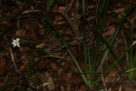 Dietes iridioides