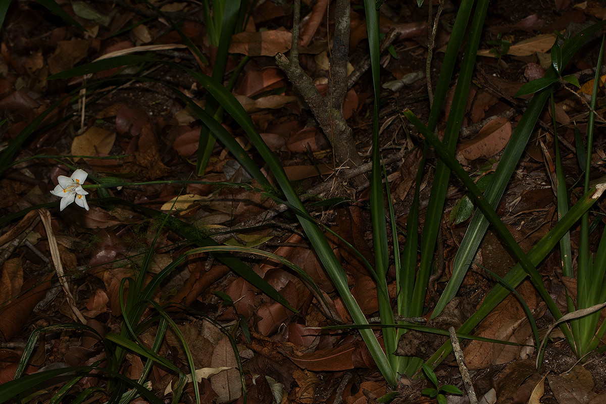 Dietes iridioides