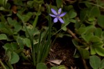 Aristea abyssinica