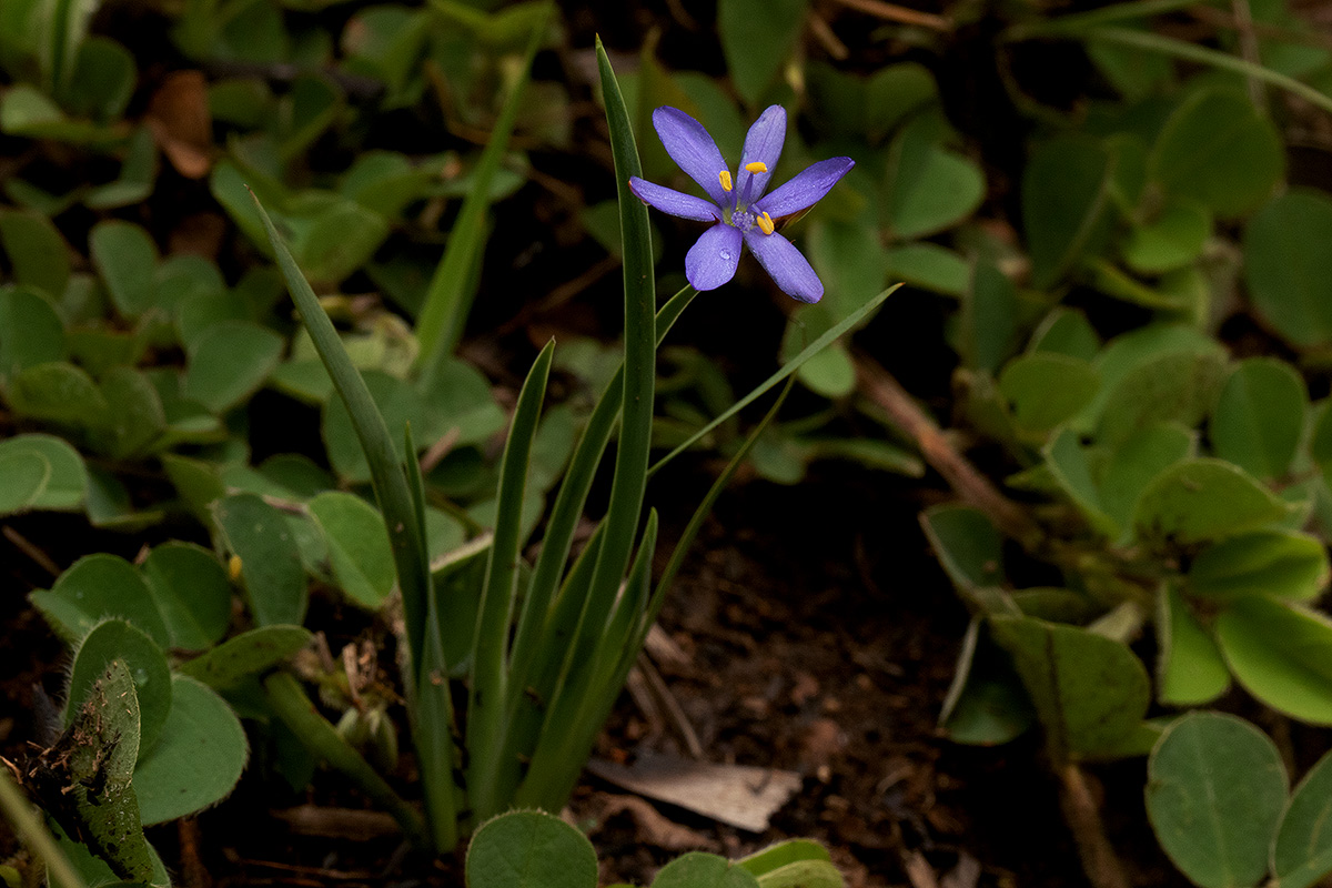 Aristea abyssinica