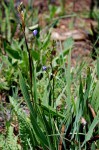 Aristea ecklonii