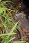 Aristea ecklonii