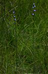 Aristea torulosa