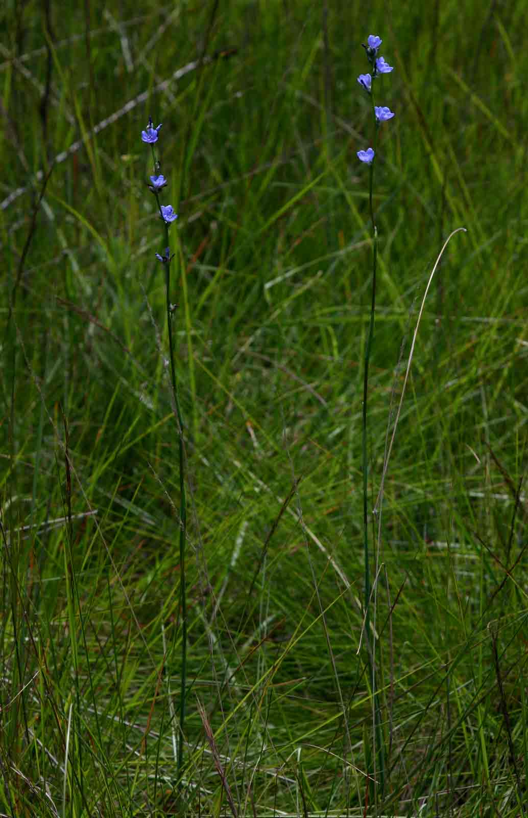 Aristea torulosa