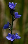 Aristea torulosa