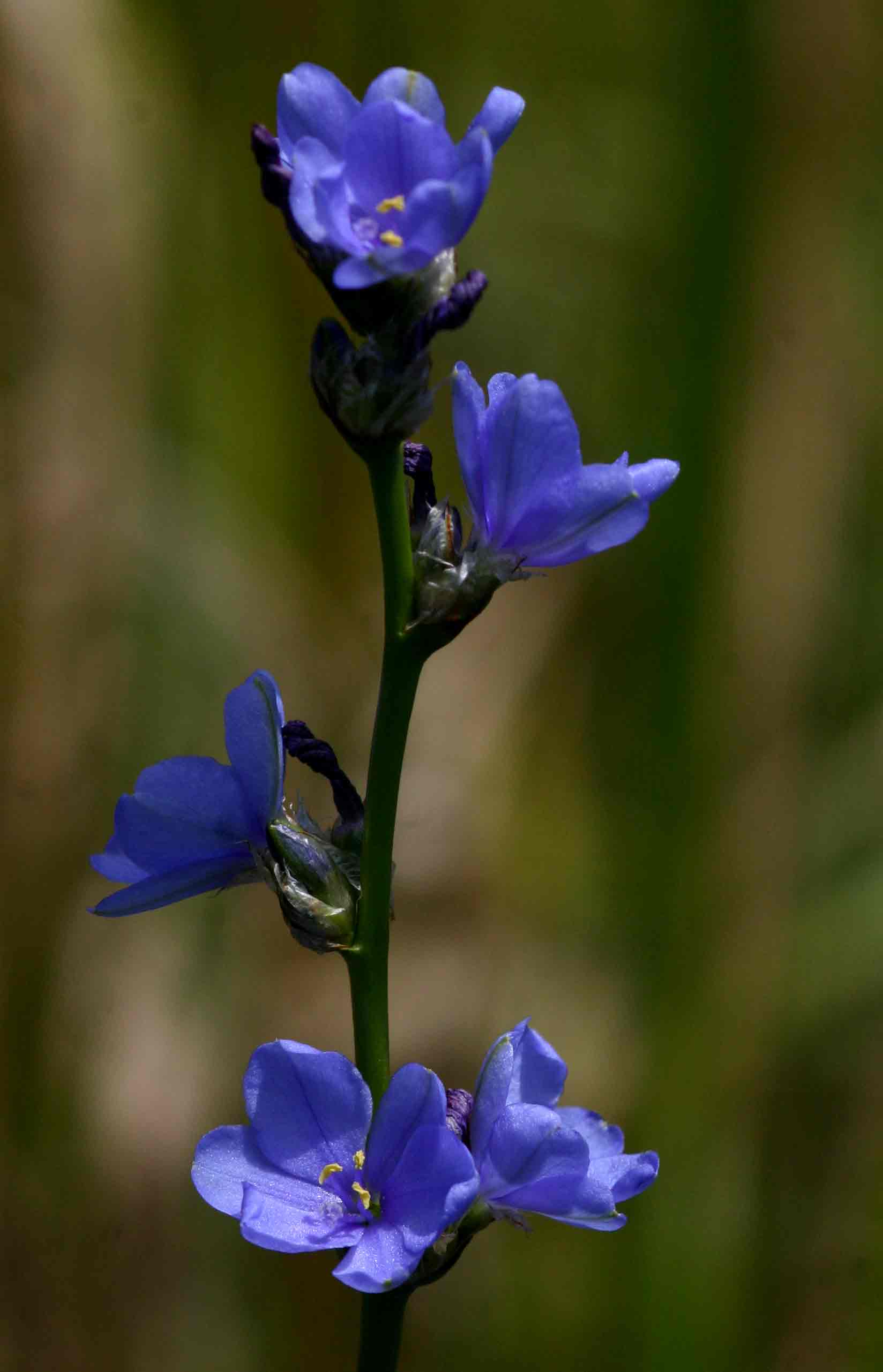 Aristea torulosa