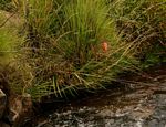 Hesperantha coccinea