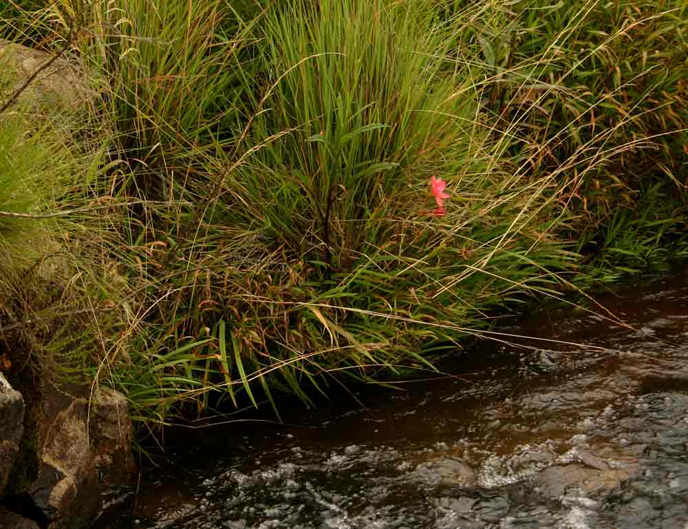 Hesperantha coccinea