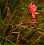 Hesperantha coccinea