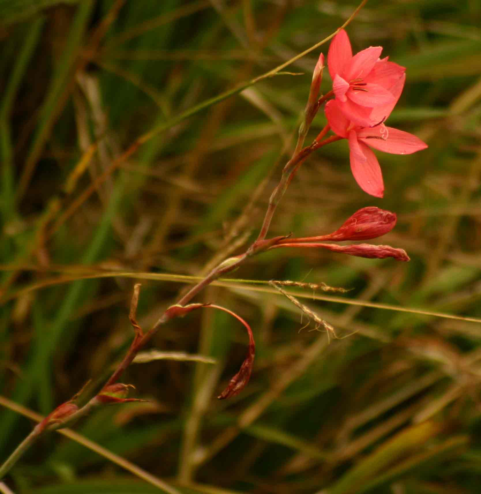 Hesperantha coccinea