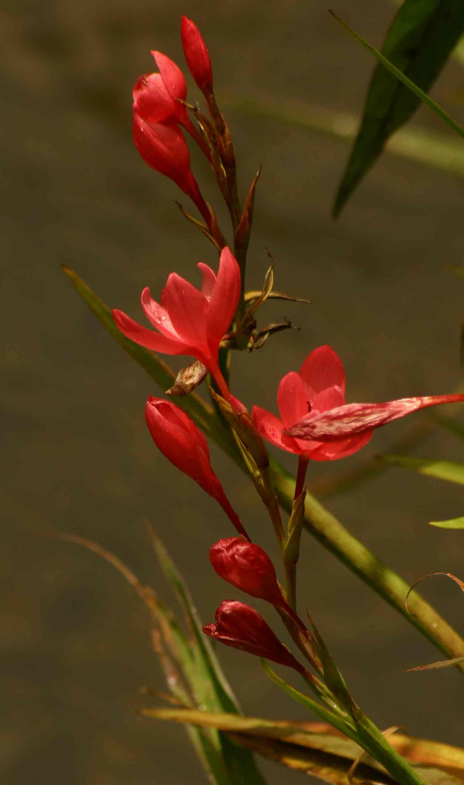 Hesperantha coccinea