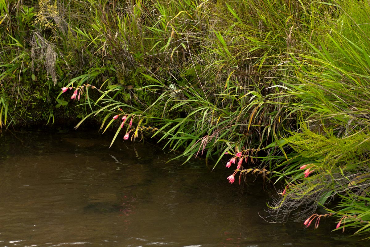 Hesperantha coccinea