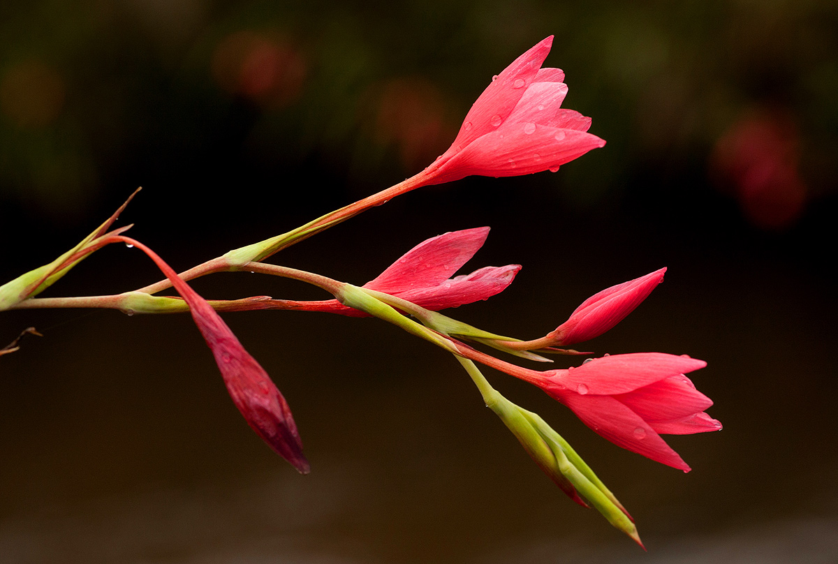 Hesperantha coccinea