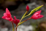 Hesperantha coccinea