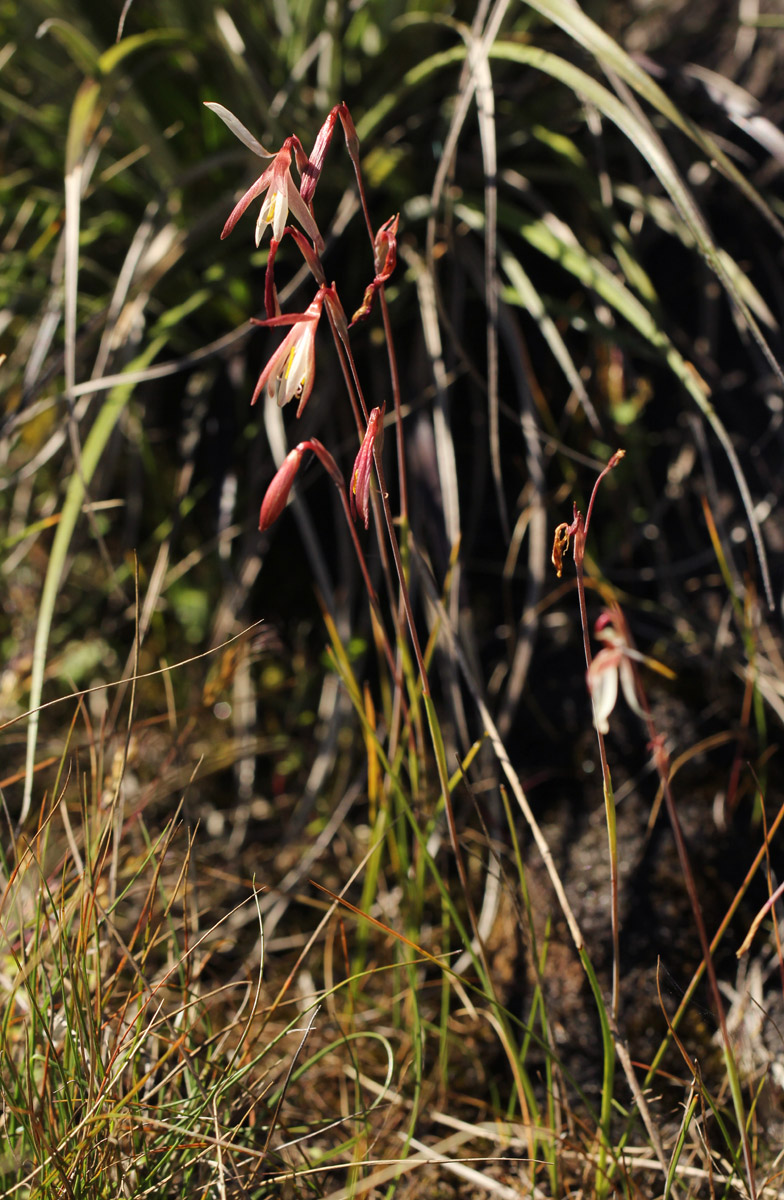 Hesperantha ballii
