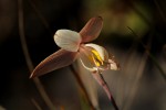 Hesperantha ballii