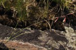 Hesperantha ballii