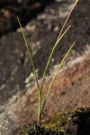 Hesperantha ballii