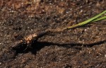 Hesperantha ballii