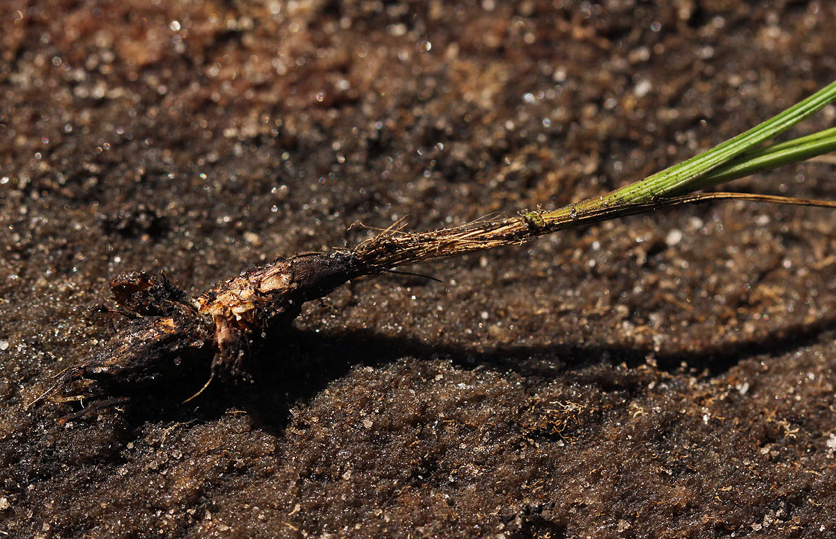 Hesperantha ballii