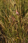 Hesperantha ballii