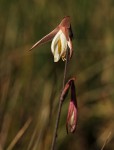 Hesperantha ballii