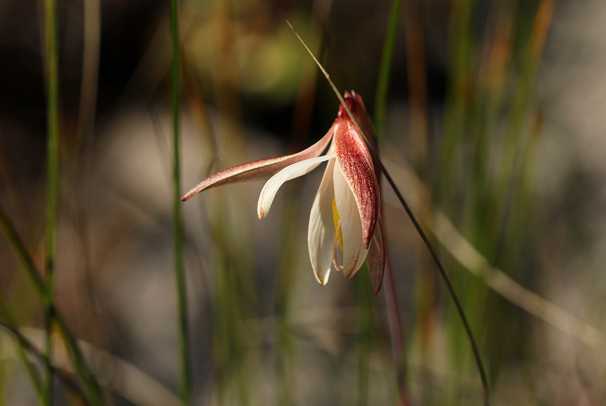 Hesperantha ballii