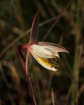 Hesperantha ballii
