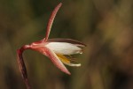 Hesperantha ballii