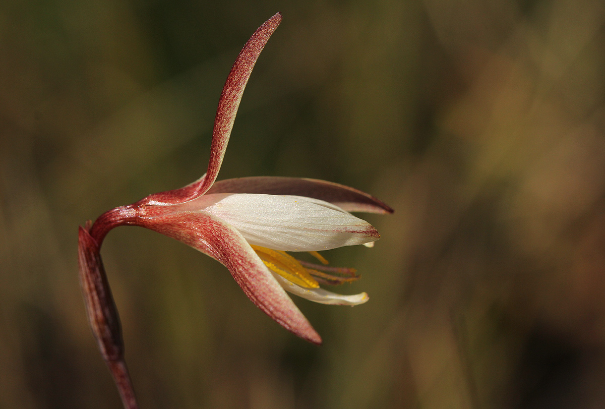 Hesperantha ballii