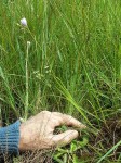 Hesperantha petitiana