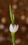 Hesperantha petitiana