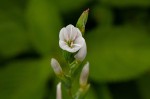 Hesperantha petitiana
