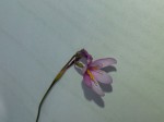 Hesperantha petitiana