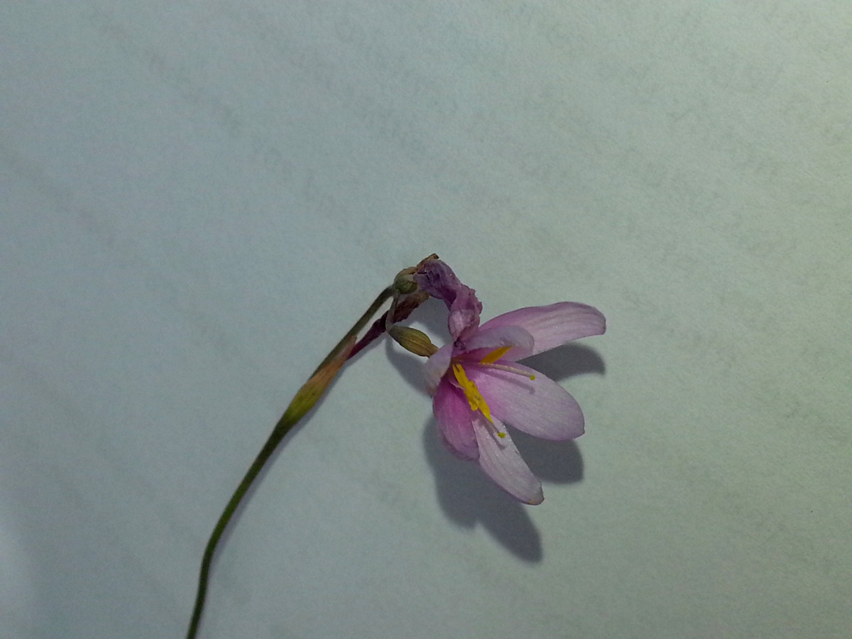 Hesperantha petitiana