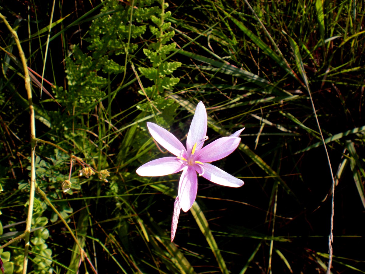 Hesperantha petitiana