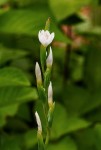 Hesperantha petitiana