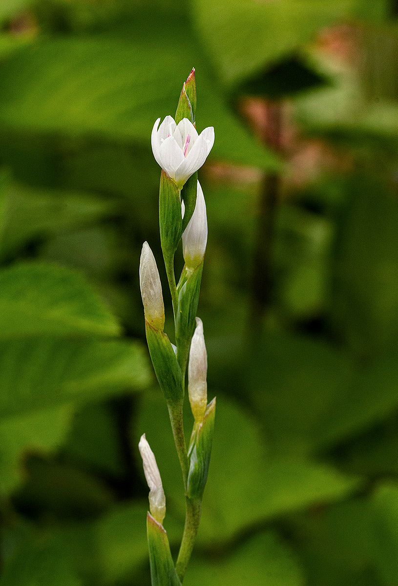 Hesperantha petitiana