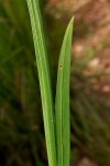 Hesperantha petitiana