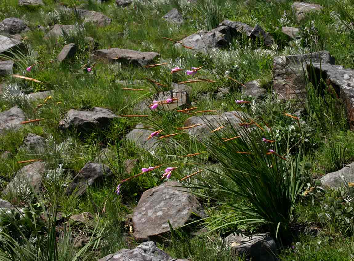 Dierama inyangense