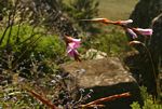 Dierama inyangense