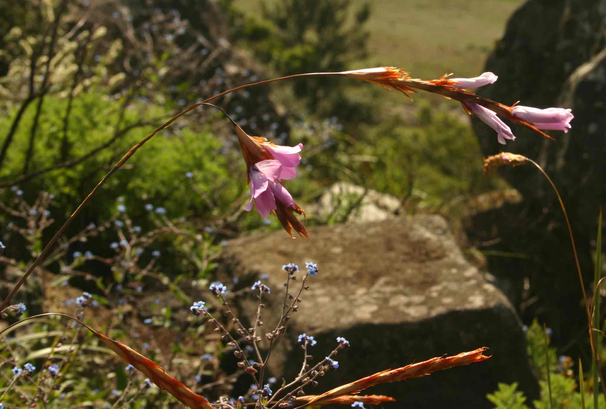 Dierama inyangense