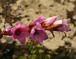 Dierama inyangense