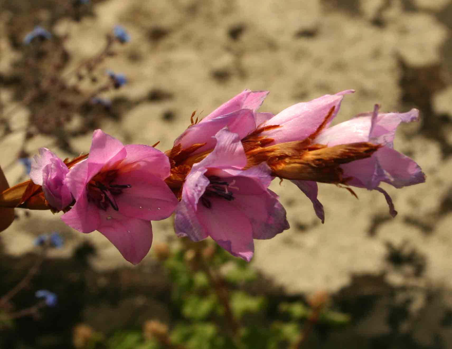 Dierama inyangense